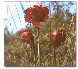 Fleur-emblème - La sarracénie pourpre