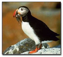 Puffin