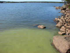 Anabaena spp, Paddy's Pond