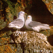 Black Legged Kittiwakes