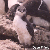 Common Murre Chick