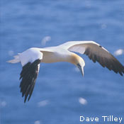 Northern Gannet
