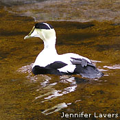 Common Eider