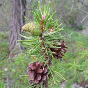 Jack Pine Needles and Cones