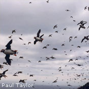 Atlantic Puffins in Flight