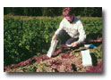 How to Take a Soil Sample