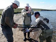 Sampling and surgical implantation of archival data tags.