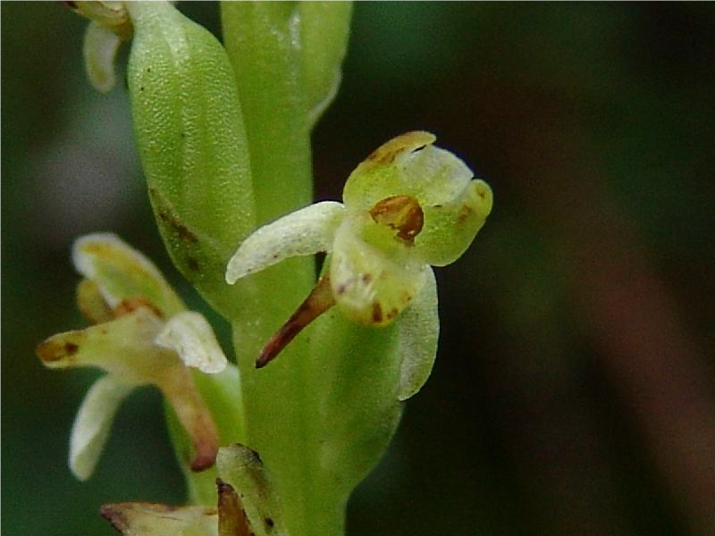 Alaska Rein Orchid