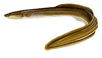 American Eel