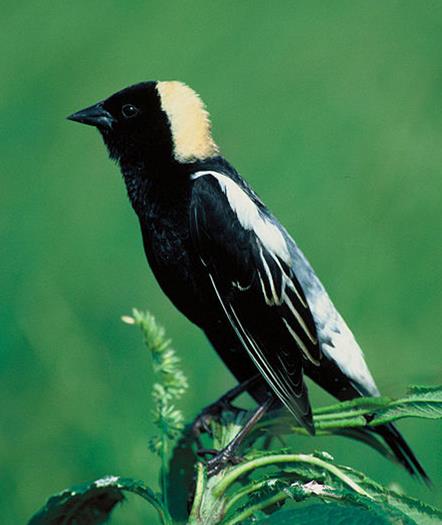 Bobolink