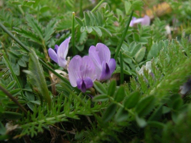 Bodin's Milkvetch