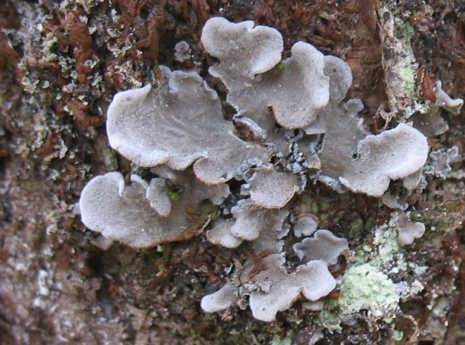 Graceful Felt Lichen