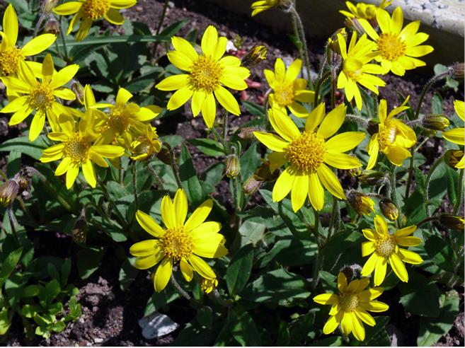 Griscom's Arnica