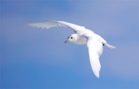 Ivory Gull