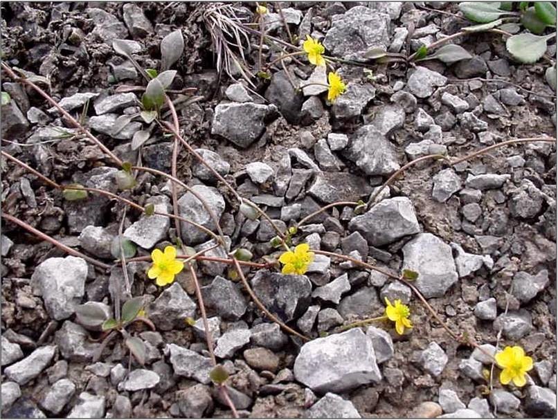 Oval-leaved Creeping Spearwort