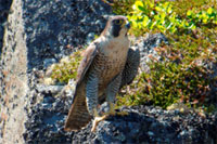 Peregrine Falcon