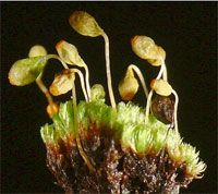 Porsild's Bryum