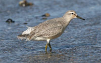 Red Knot