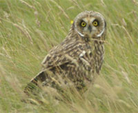 Short-eared Owl