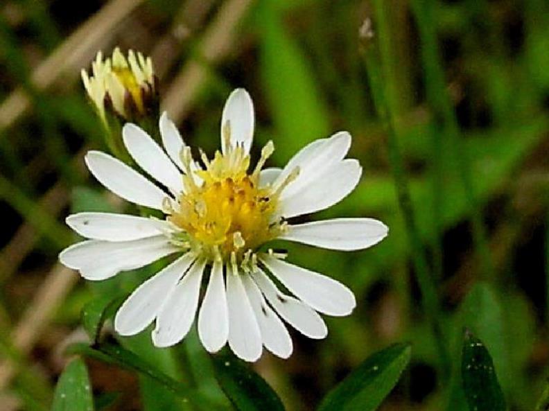 Tradescant's Aster 