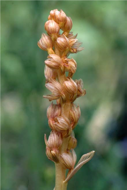 Vreeland's Striped Coralroot