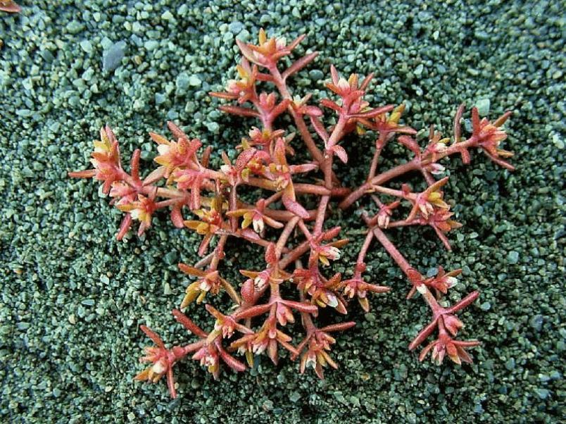 Water Pygmyweed