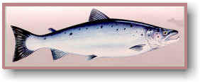 Atlantic Salmon