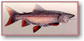 Lake Trout
