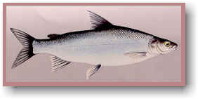 Lake Whitefish