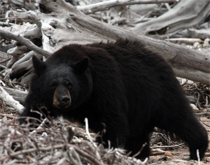 Black Bear