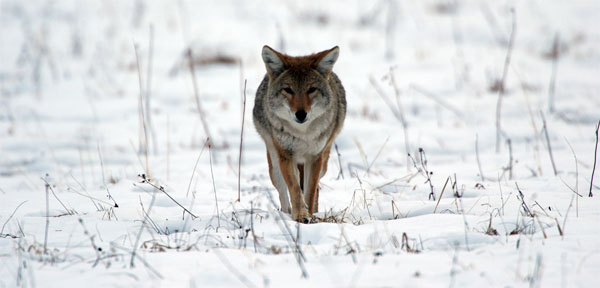 Eastern Coyote