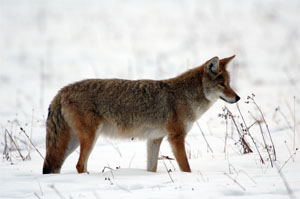 Eastern Coyote