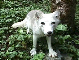 Arctic Fox