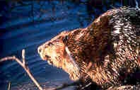 Beaver