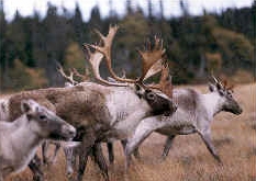 Woodland Caribou