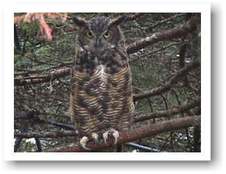 Great Horned Owl