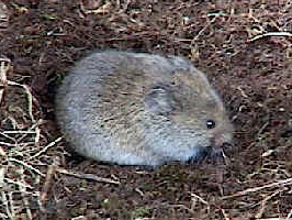 Meadow Vole