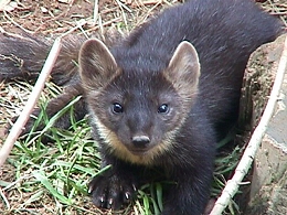 Newfoundland Marten