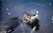 River Otter