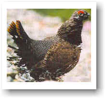 Spruce Grouse