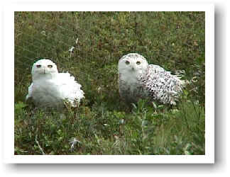 Snowy Owl