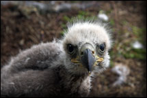 Photos: NL Wildlife Division