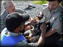 Photos: NL Wildlife Division