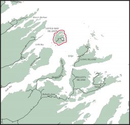 Snowshoe Hare Little Bay Islands Notre Dame Bay