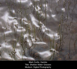 Shallow Water Grasses