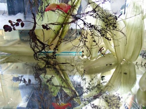 Morning Light - Study With Corn Husks