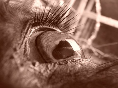 Eye of The Newfoundland Pony