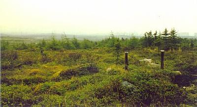 Proposed Site at Come by Chance. Looking South