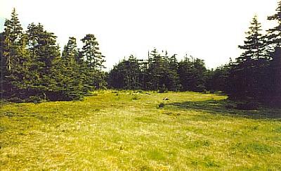Brinston's Cove, Whiffen Head. Looking North