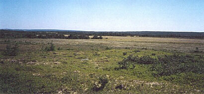 West View across Pasture to Commercial Harvesting Area